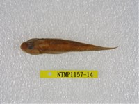 藏品(大吻鰕虎)的圖片